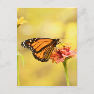 Cartão Postal Borboleta Monarca na Zinnia