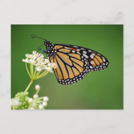 Cartão Postal Borboleta Monarch na Flor Branca de Porte