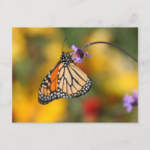 Cartão Postal Borboleta Monarch para pólen