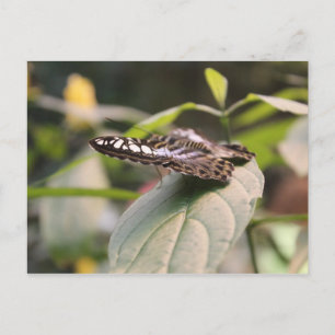 Cartão Postal Borboleta nº 2