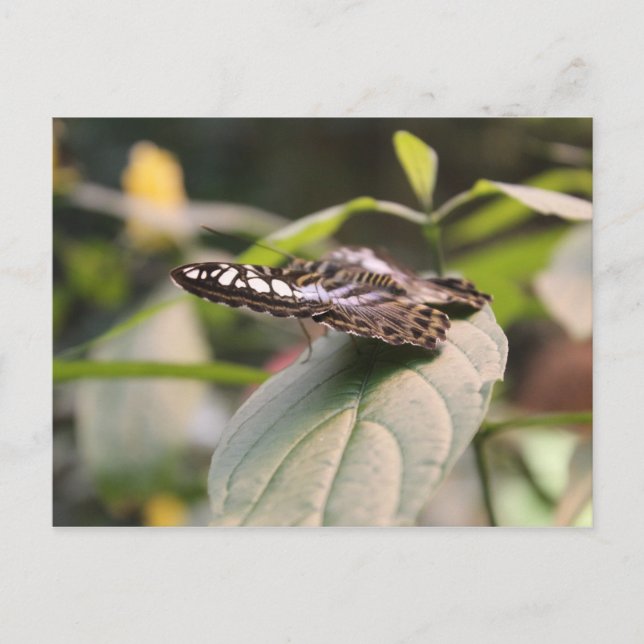 Cartão Postal Borboleta nº 2 (Frente)