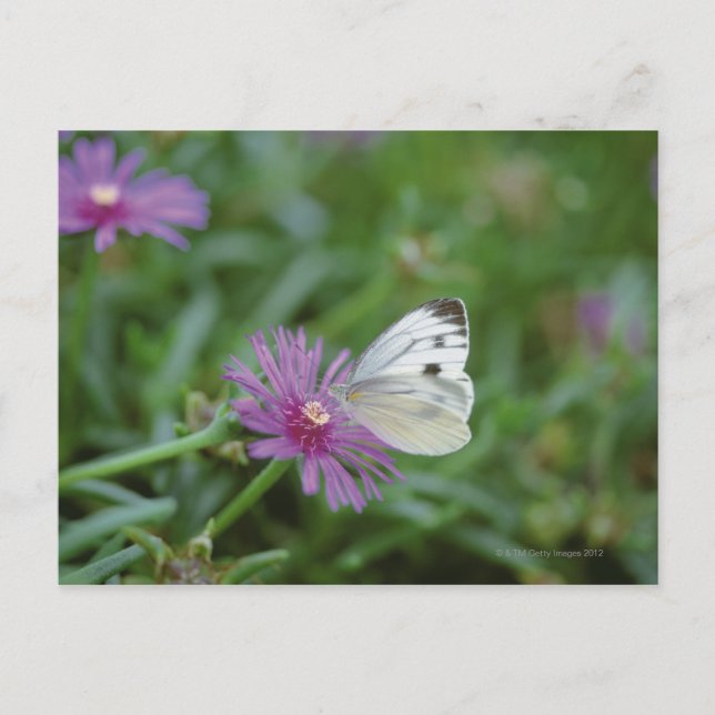 Cartão Postal Borboleta na flor (Frente)