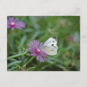 Cartão Postal Borboleta na flor