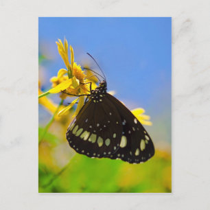Cartão Postal Borboleta na Flor Amarela