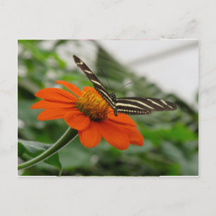 Cartão Postal Borboleta na Flor Laranja