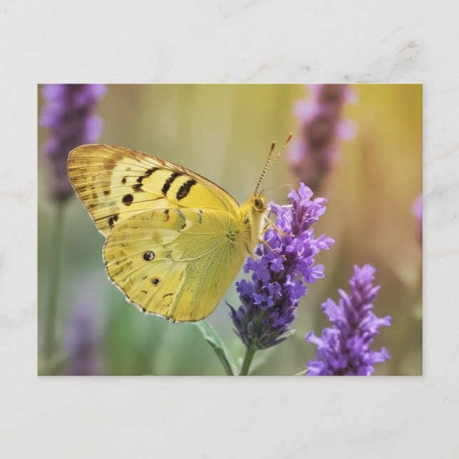 Cartão Postal Borboleta na Lavanda (Frente)