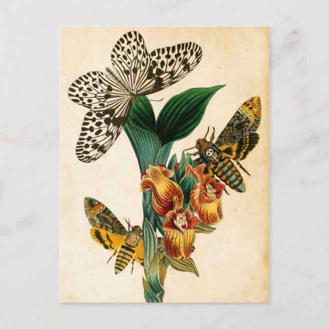 Cartão Postal Borboleta Ninfônica de Ceilão e Acherontia Mães (Frente)