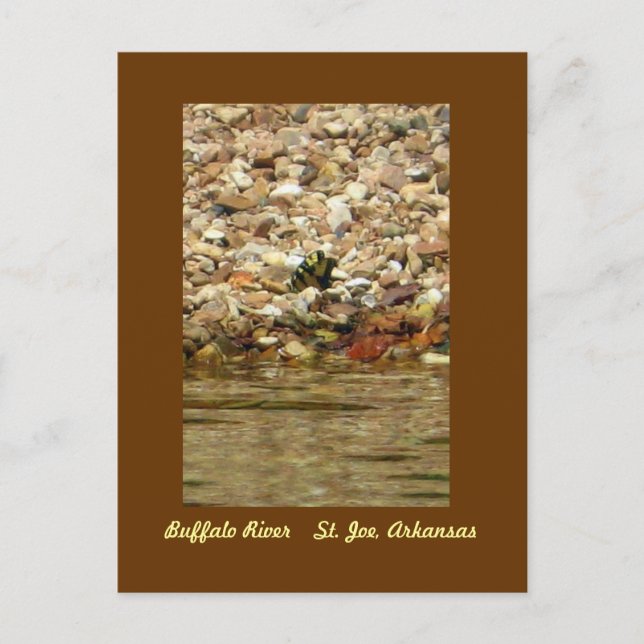 Cartão Postal Borboleta no búfalo (Frente)