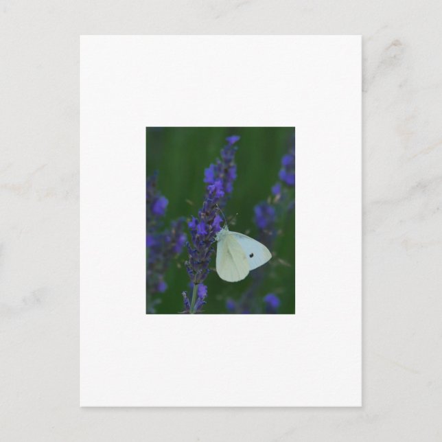 Cartão Postal Borboleta no Cartão-postal de Lavanda (Frente)