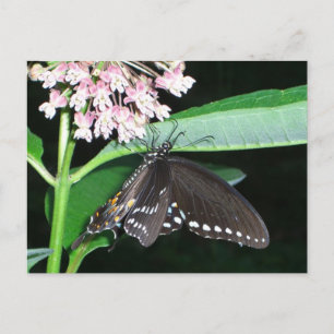 Cartão Postal Borboleta Noturna Negra Swallowtail em Shenandoah