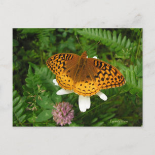 Cartão Postal borboleta ouro