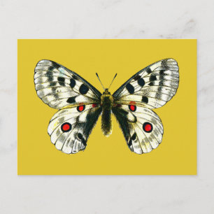 Cartão Postal borboleta Parnassius apollo