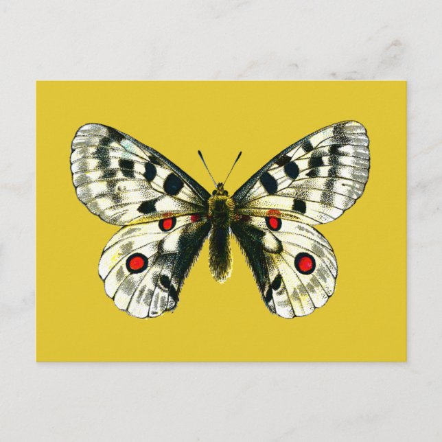 Cartão Postal borboleta Parnassius apollo (Frente)