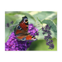 Borboleta-pavão (Inachis io)