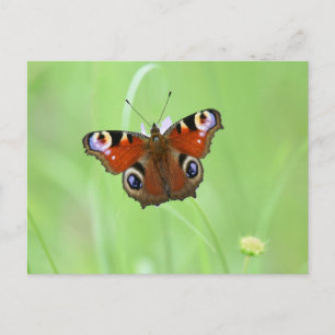 Cartão Postal Borboleta Peacock