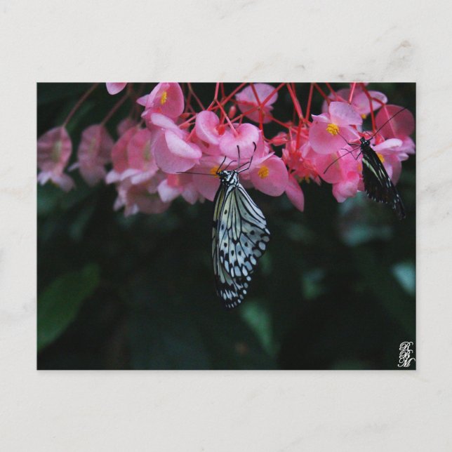 Cartão Postal Borboleta Pendurada em Flores (Frente)