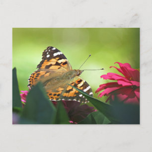 Cartão Postal Borboleta pintada e Zinnias