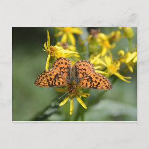 Cartão Postal Borboleta Preta e Laranja nas Flores Amarelas