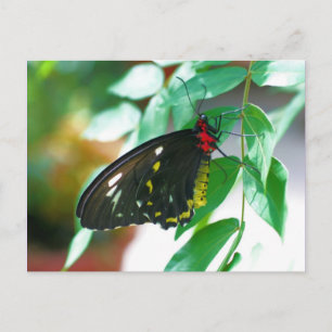 Cartão Postal Borboleta Preta Natureza 