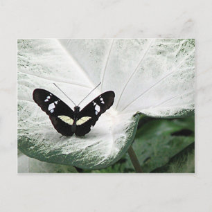 Cartão Postal Borboleta Preta no Folha de Caládio Branco
