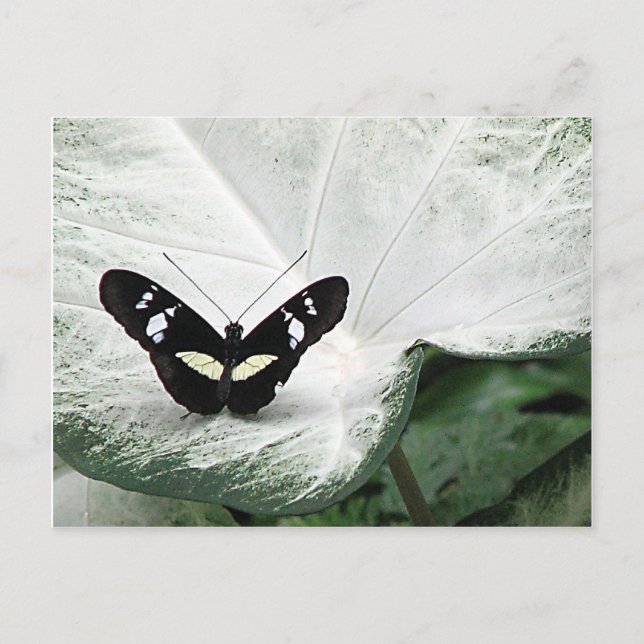 Cartão Postal Borboleta Preta no Folha de Caládio Branco (Frente)