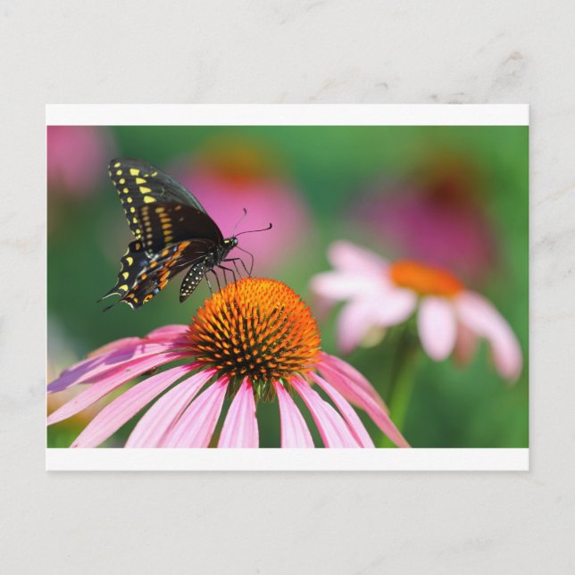 Cartão Postal Borboleta Preta Swallowtail em um Coneflower, Ohio (Frente)