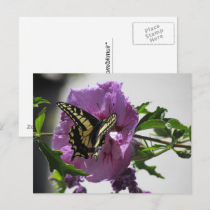 Cartão postal - Borboleta Rabo de Andorinha em Flo