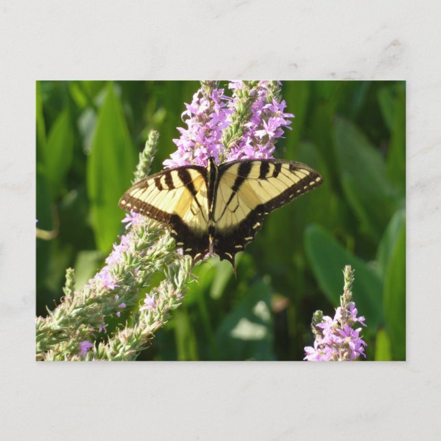 Cartão Postal Borboleta Rabo de Andorinha em Flores Silvestres R (Frente)