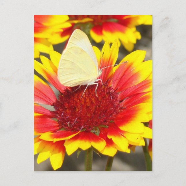 Cartão Postal Borboleta Romântica Flores de Rosa (Frente)