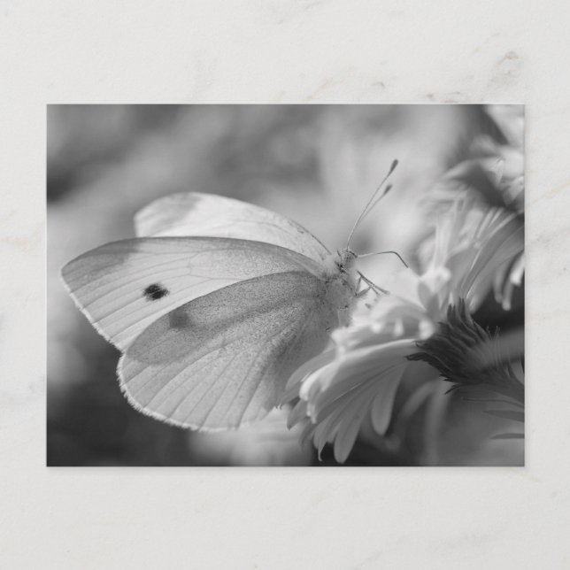 Cartão Postal Borboleta se alimentando da flor (Frente)