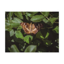 Borboleta Selvagem em Folhagem Verde