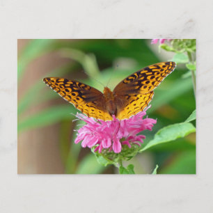 Cartão Postal Borboleta Silvery Checkerspot