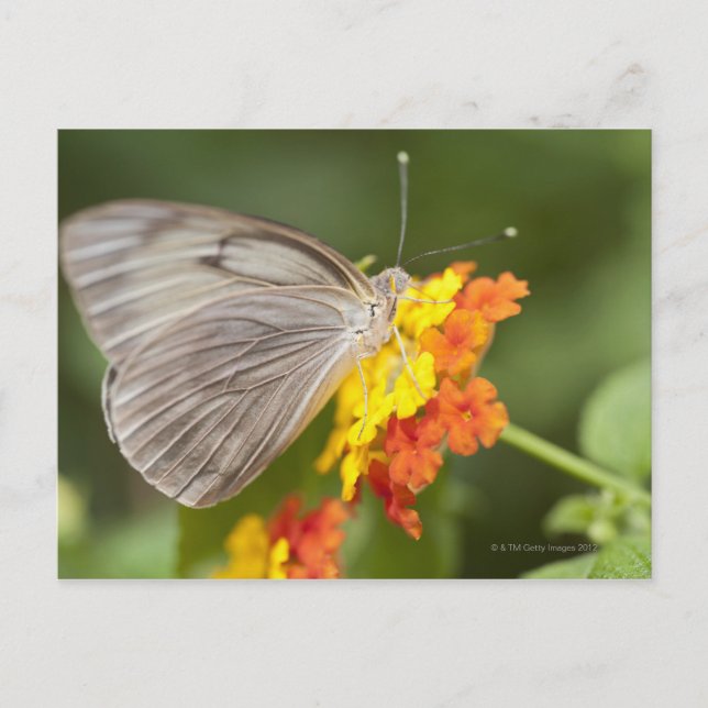 Cartão Postal Borboleta simples em flores amarelas e vermelhas (Frente)