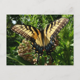 Cartão Postal Borboleta Swallowtail III Linda Foto Colorida