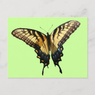 Cartão Postal Borboleta Swallowtail III Linda Foto Colorida