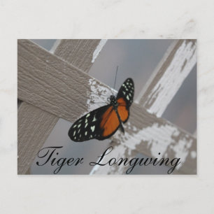 Cartão Postal Borboleta Tigre Longwing # 1