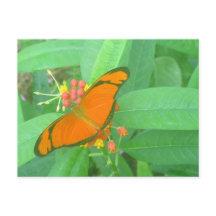 Borboleta Tropical de Orange Julia