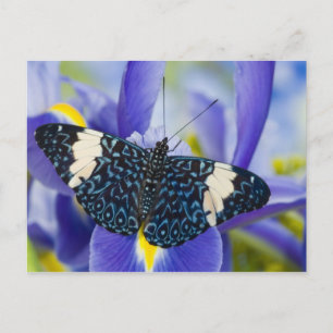 Cartão Postal Borboleta Tropical Roxa Íris