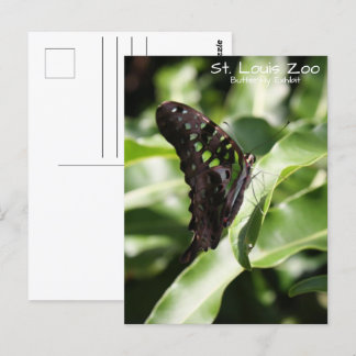 Cartão Postal Borboleta Verde do Zoológico de St. Louis