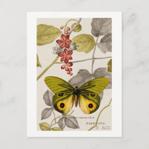 Cartão Postal Borboleta verde parcialmente colorida e florida