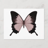 Borboleta Vermelha e Preta Grande