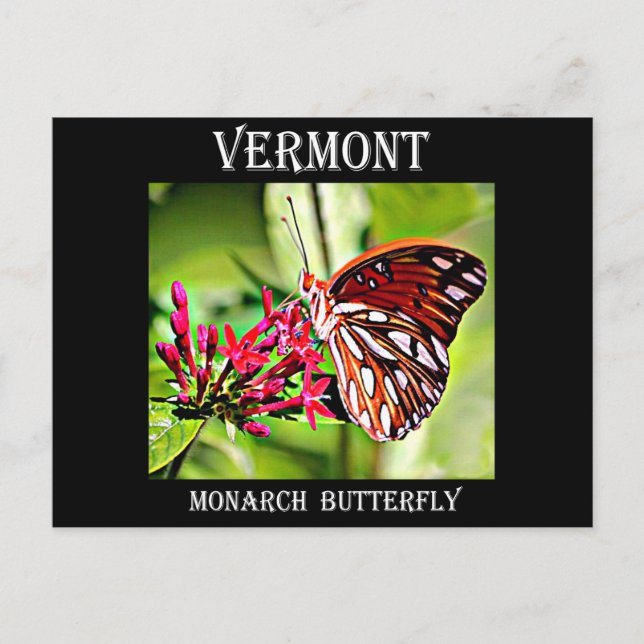 Cartão Postal Borboleta Vermont Monarch (Frente)
