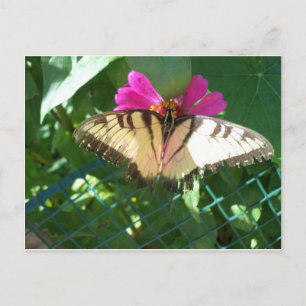 Cartão Postal Borboleta Viceroy, 1