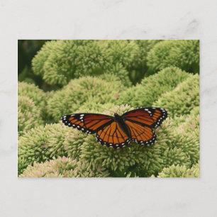Cartão Postal Borboleta Viceroy Belo Caráter Fotografia