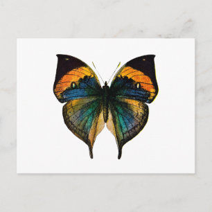 Cartão Postal Borboleta Vintage - Borboleta Antica de 1800 Lítio