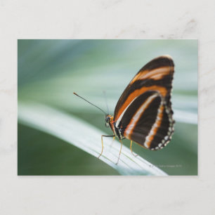 Cartão Postal Borboleta Zebra Long Wing