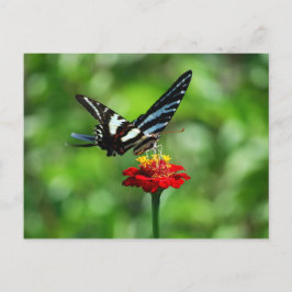 Cartão Postal Borboleta Zebra Swallowtail no Cartão-postal Red Z