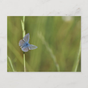 Cartão Postal borboletas