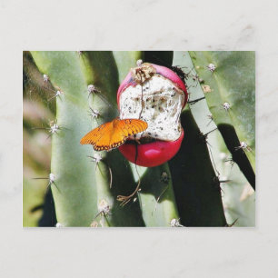 Cartão Postal Borboletas Cactus