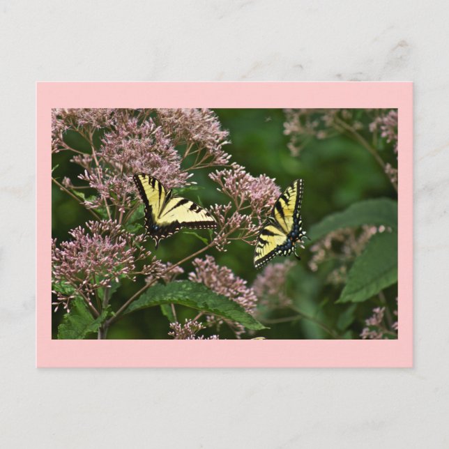 Cartão Postal Borboletas-do-pântano-Tigre em Joe Pye Weed (Frente)